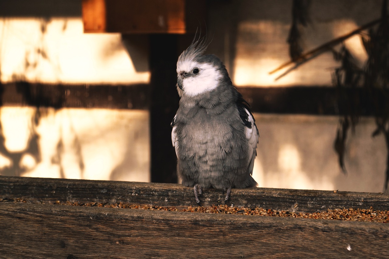 cockatiel bird animal world free photo