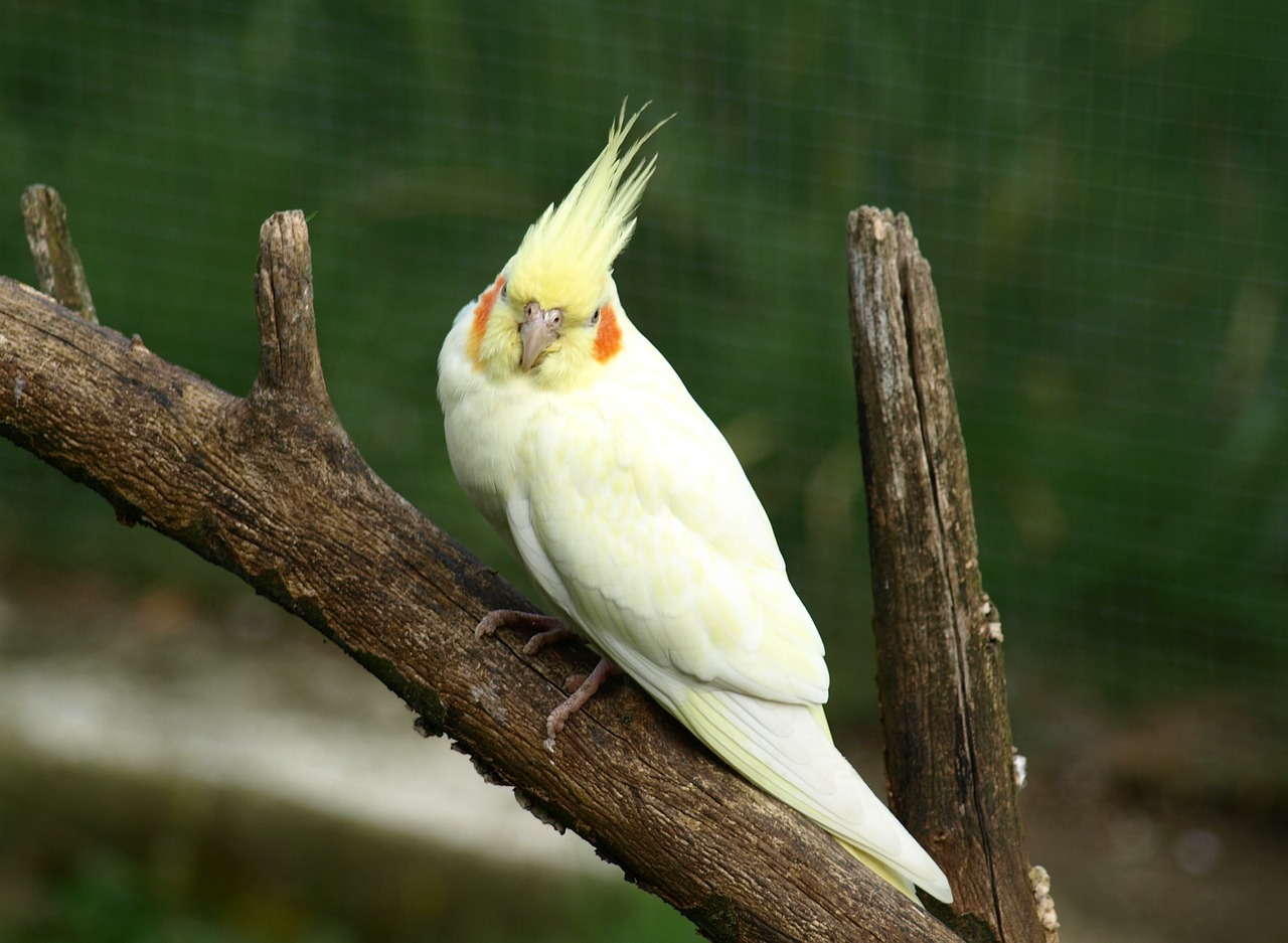cockatiel parakeet bird free photo