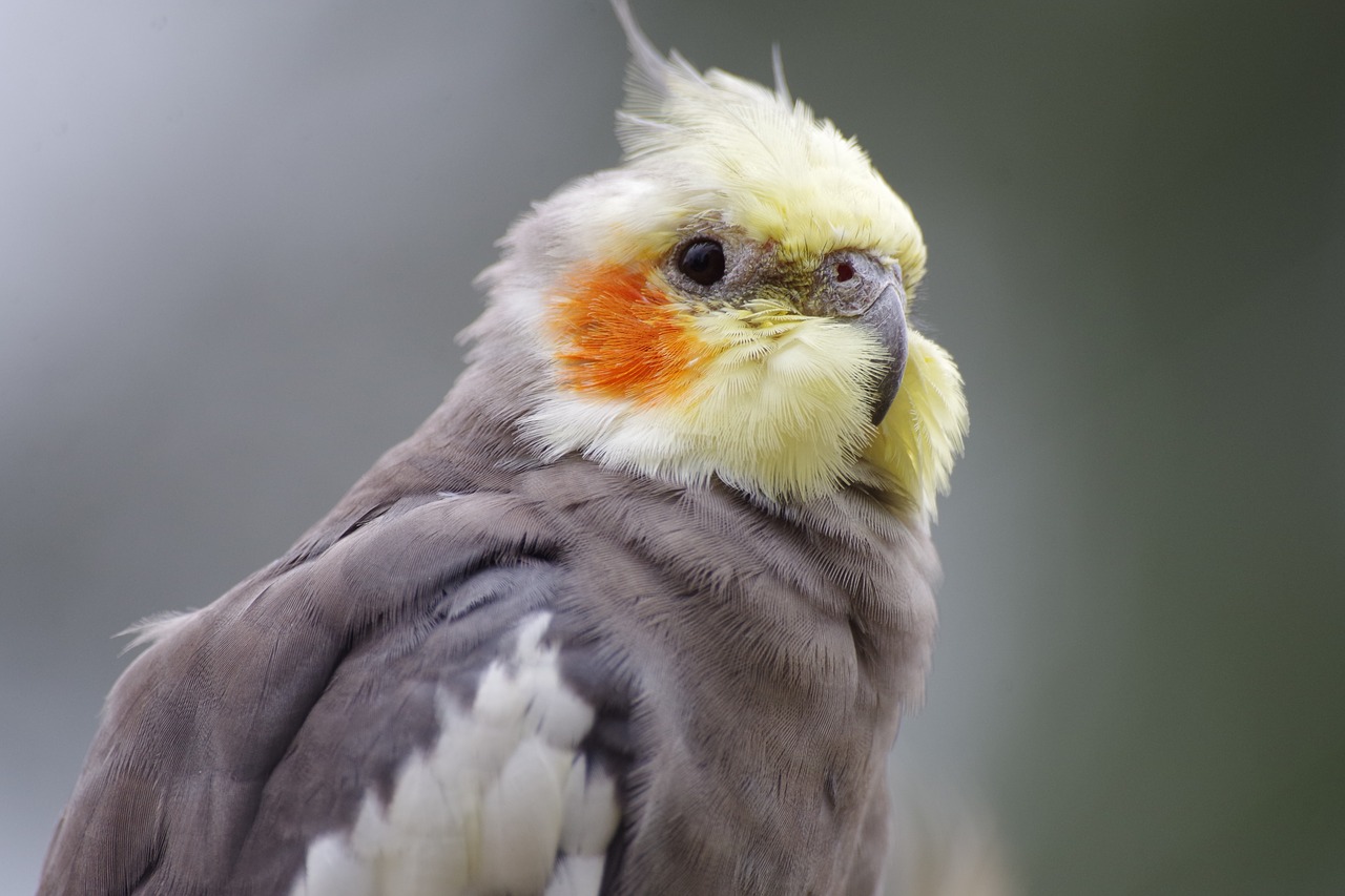 cockatiel  parakeet  pet free photo