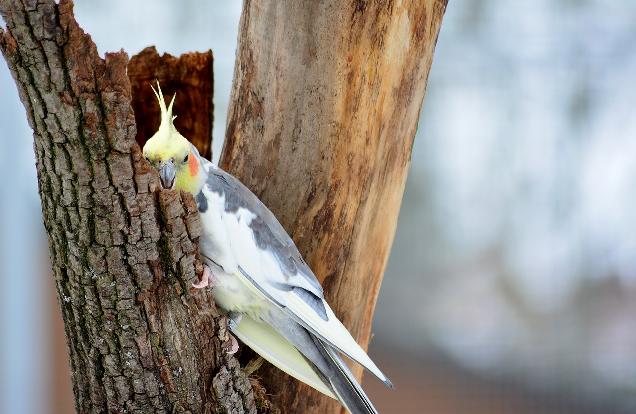 cockatiel  nature  parakeet free photo