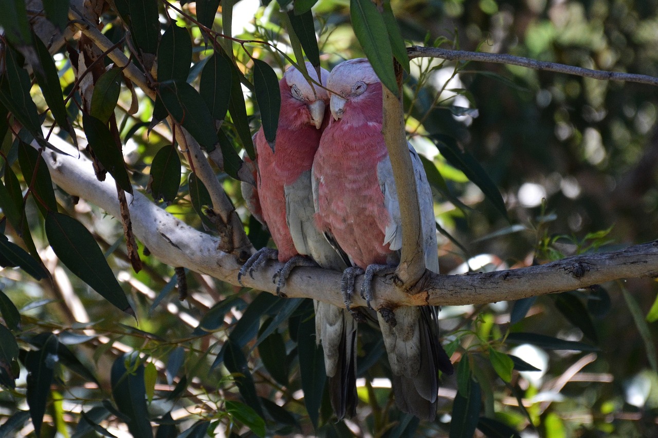 cockatoo pink animals free photo