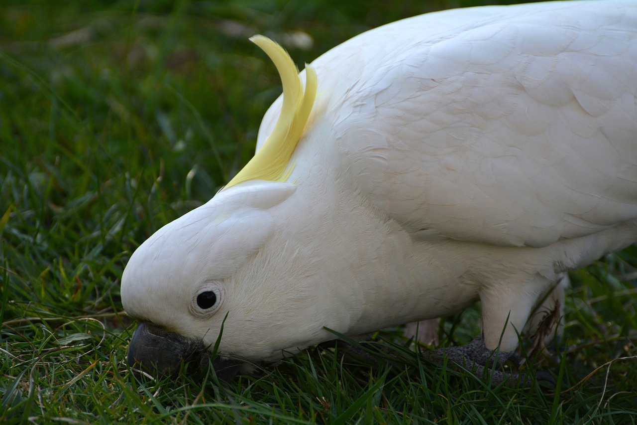 cockatoo bird white free photo