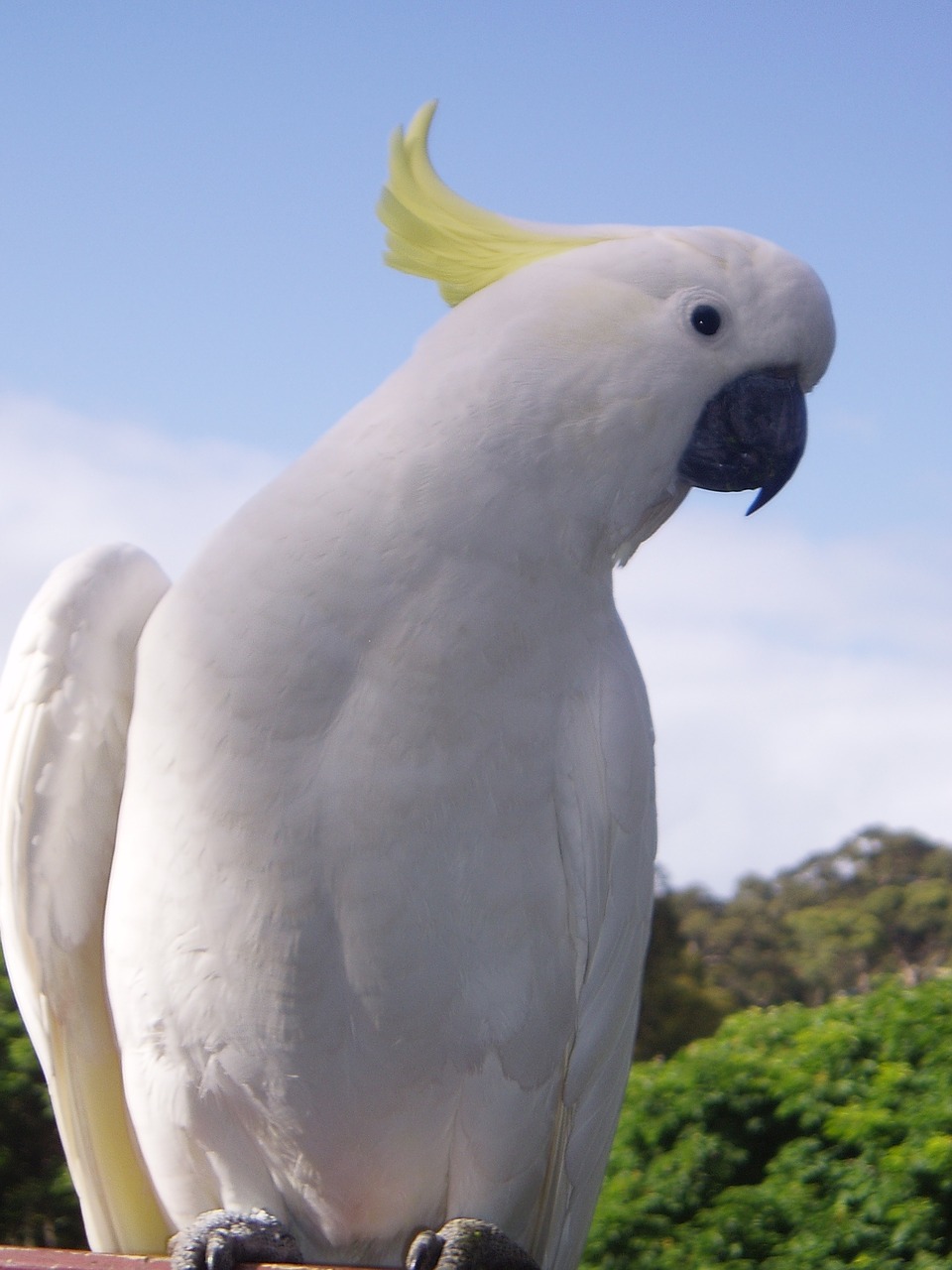 cockatoo tropical parrot free photo
