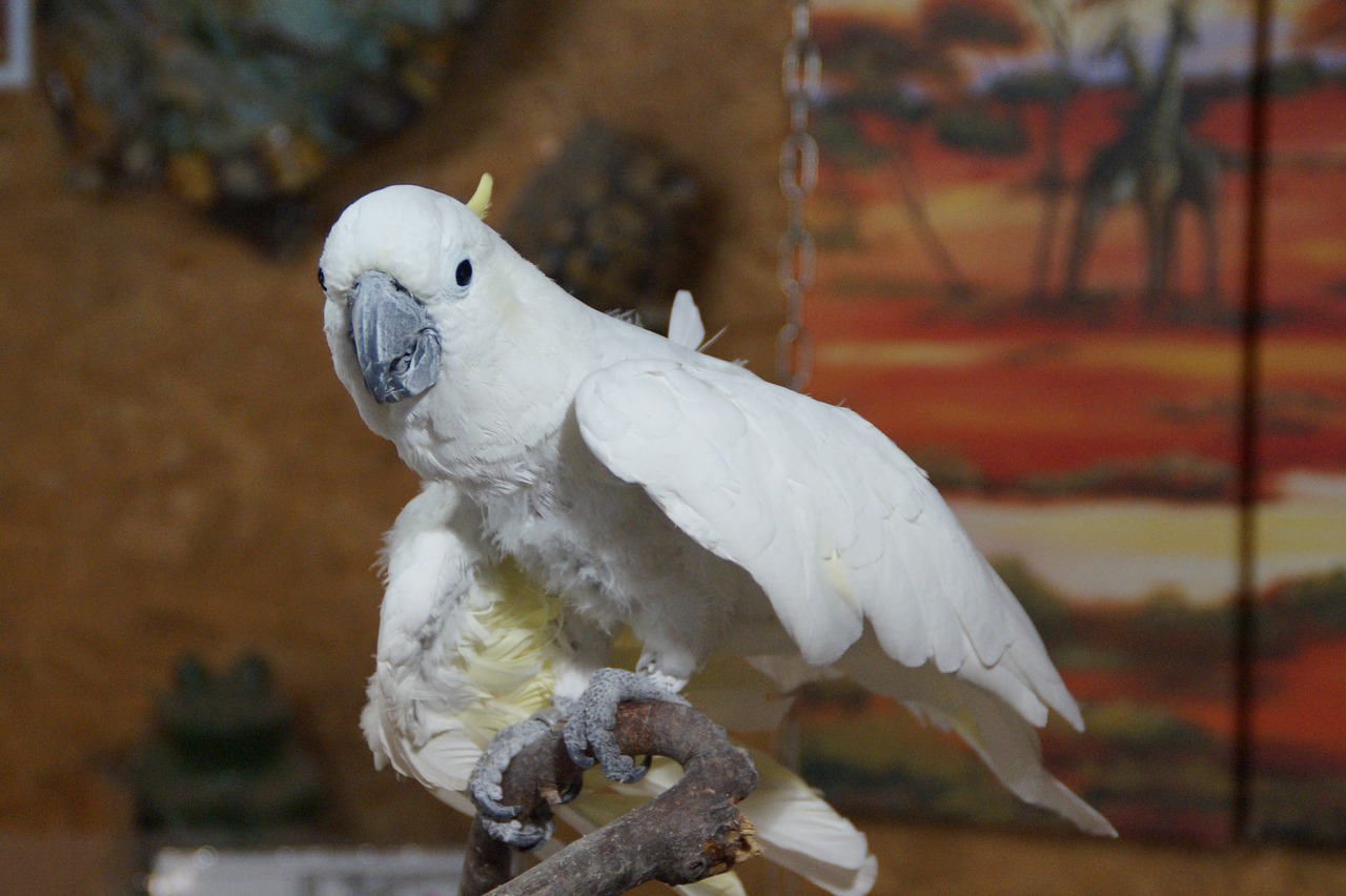 cockatoo bird parrot free photo