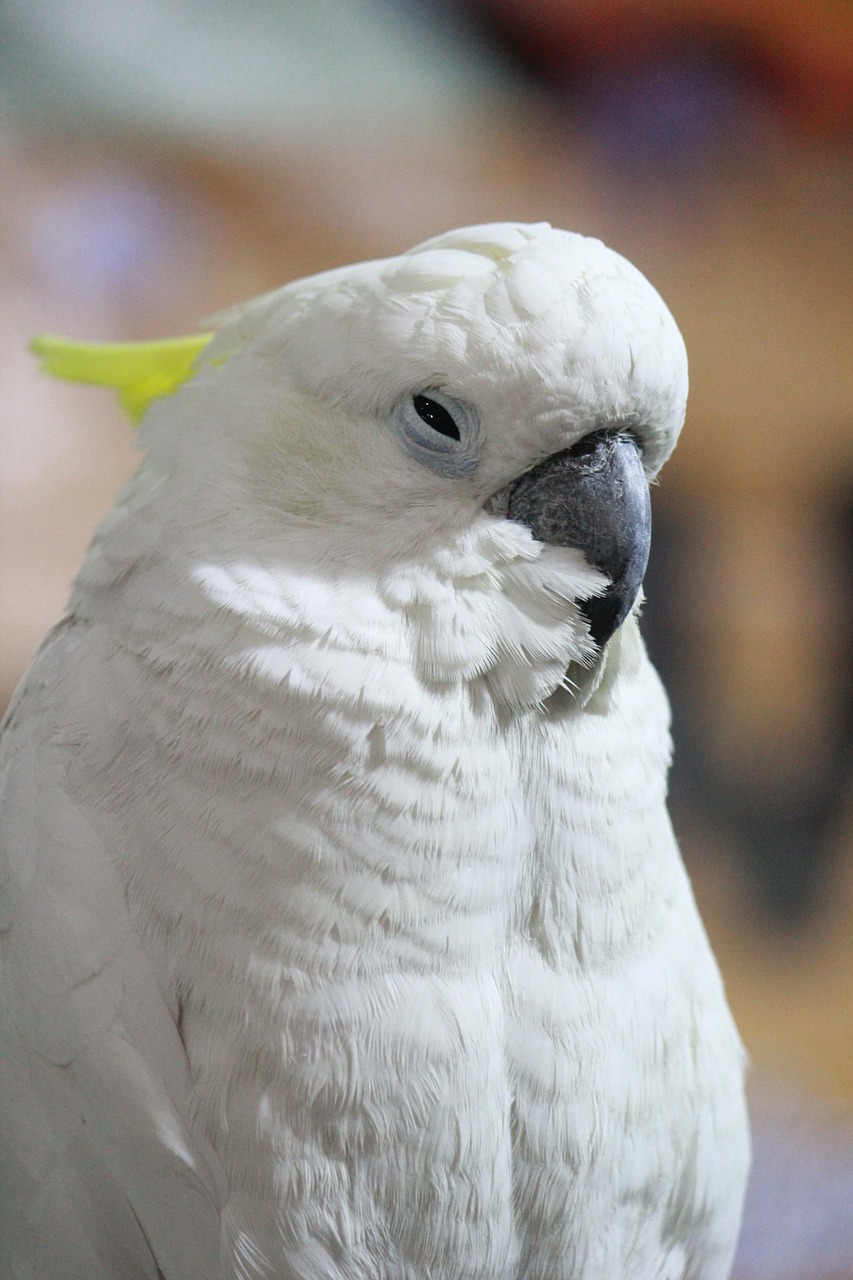 cockatoo bird beak free photo