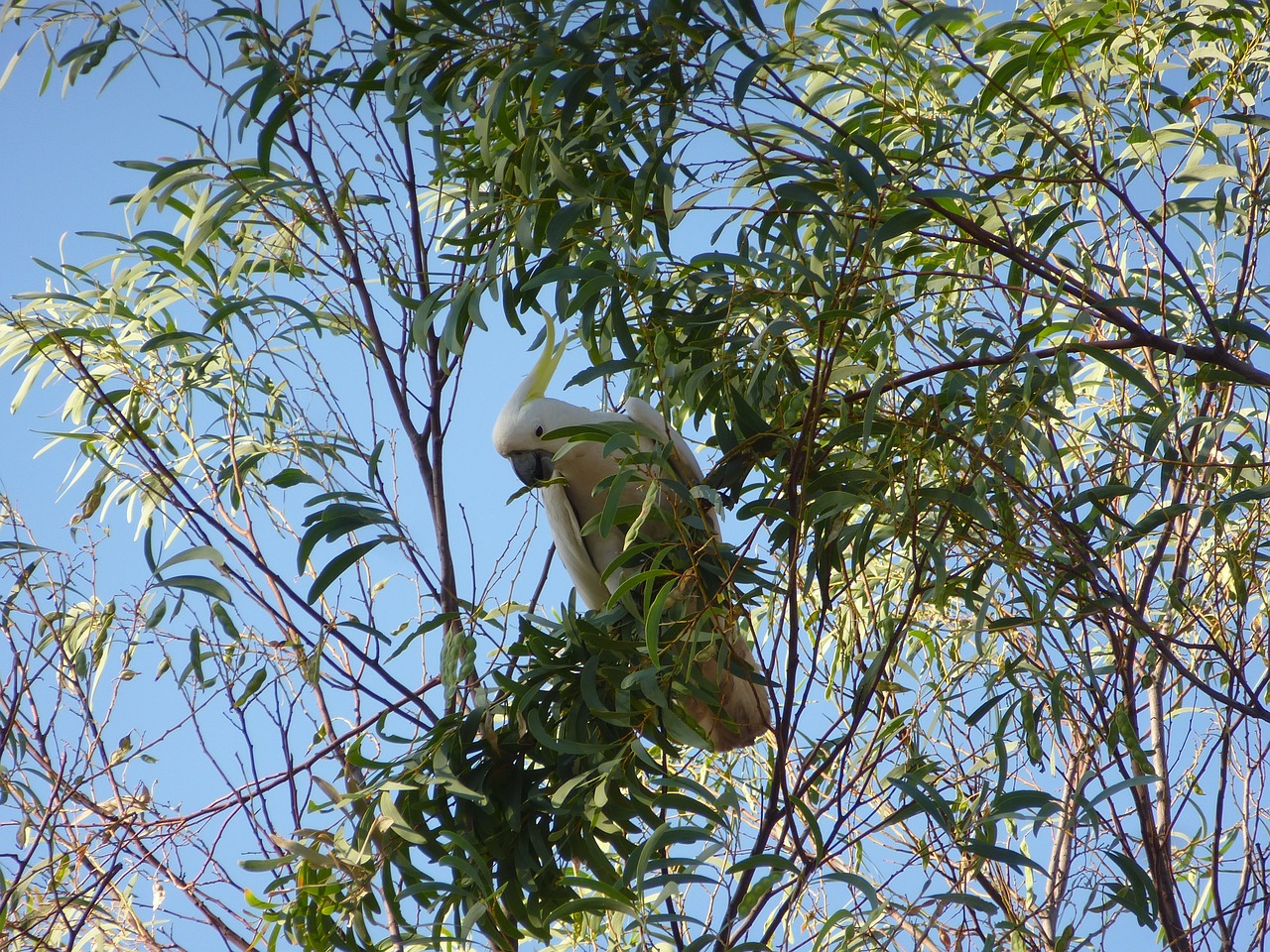 cockatoo parrot australia free photo