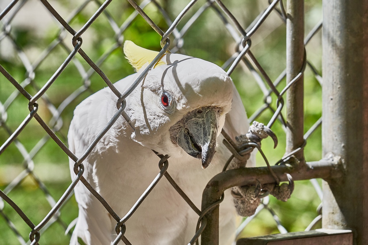 cockatoo grid bird free photo