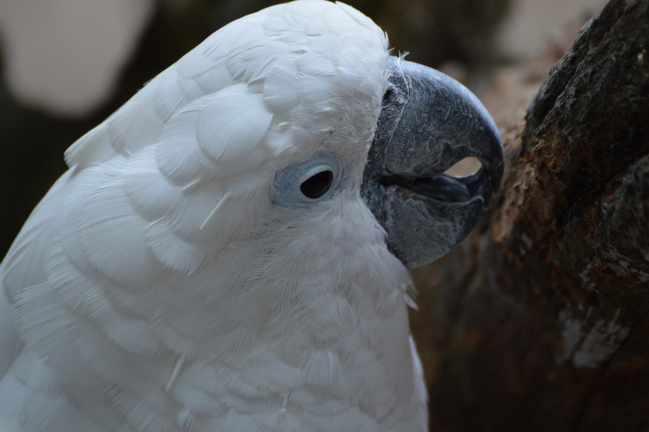 cockatoo bird kromsnavel free photo