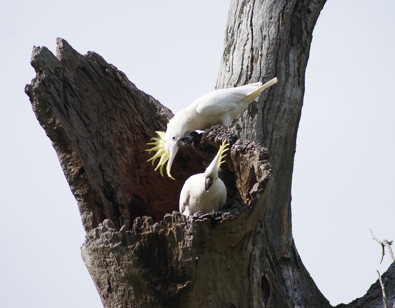 cockatoo parrot native australian free photo