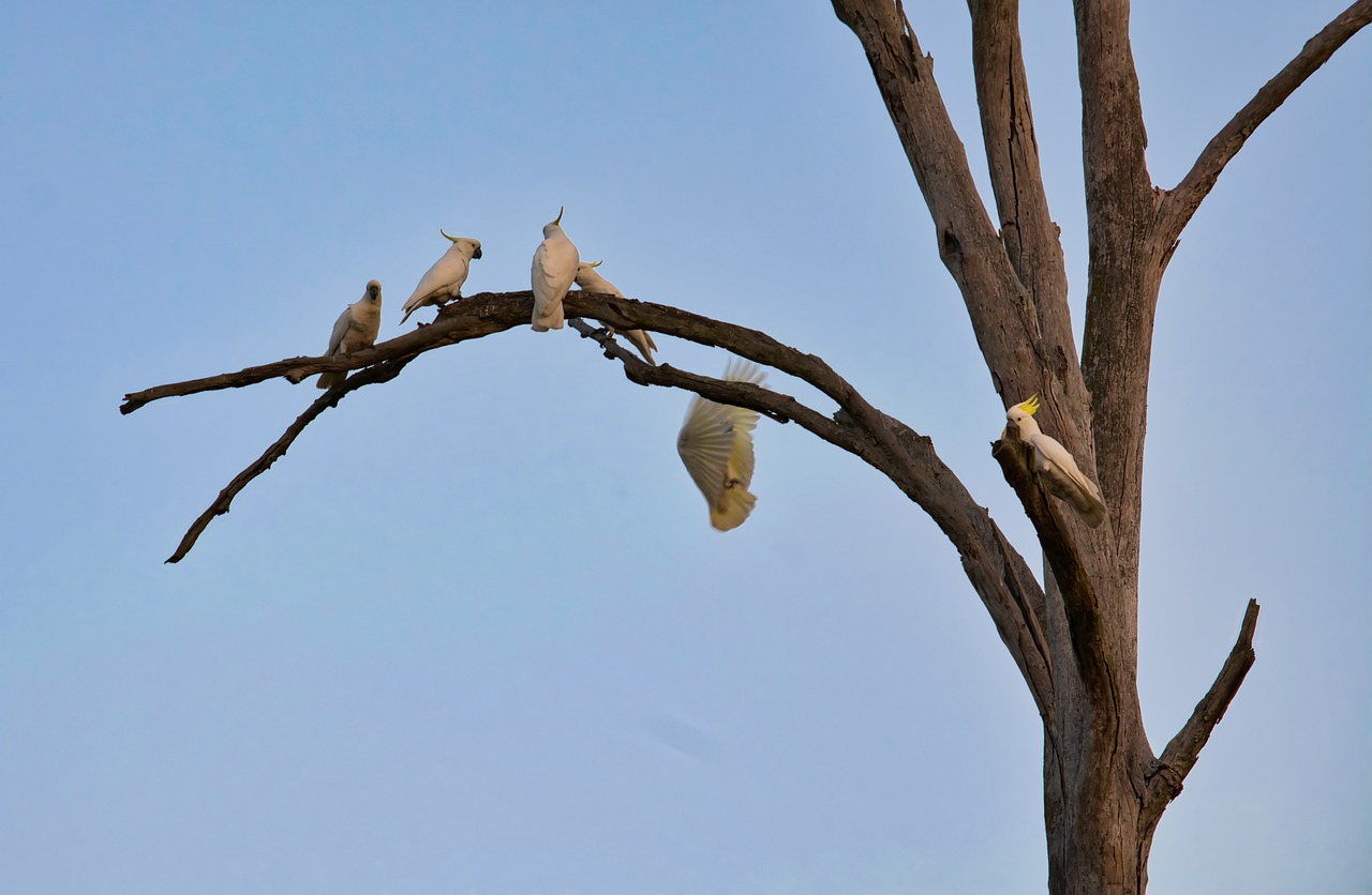 cockatoo perched tree free photo
