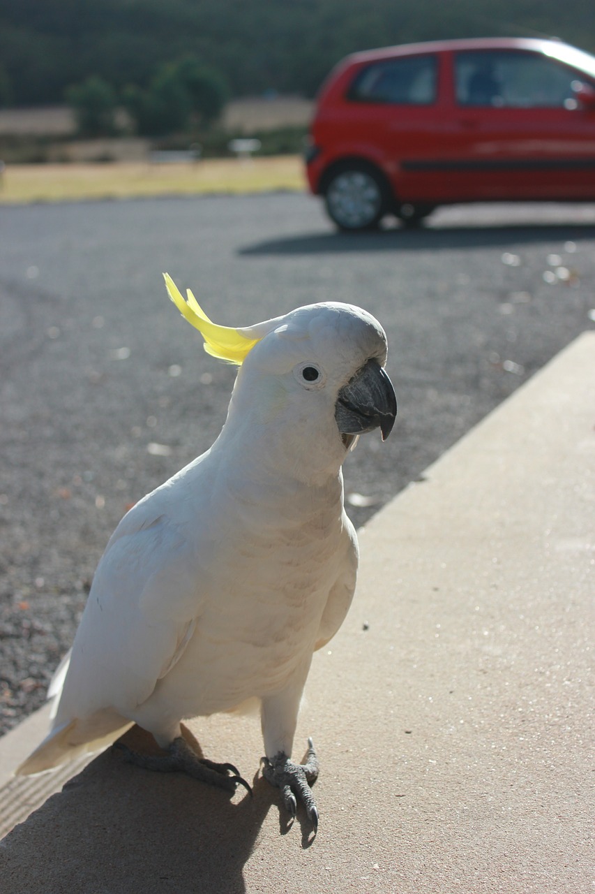 cockatoo parrot bird free photo