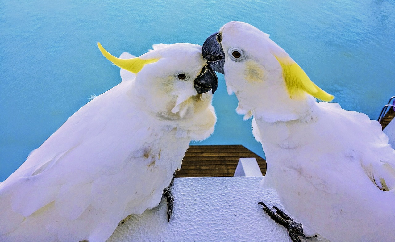 cockatoo white bird animal free photo