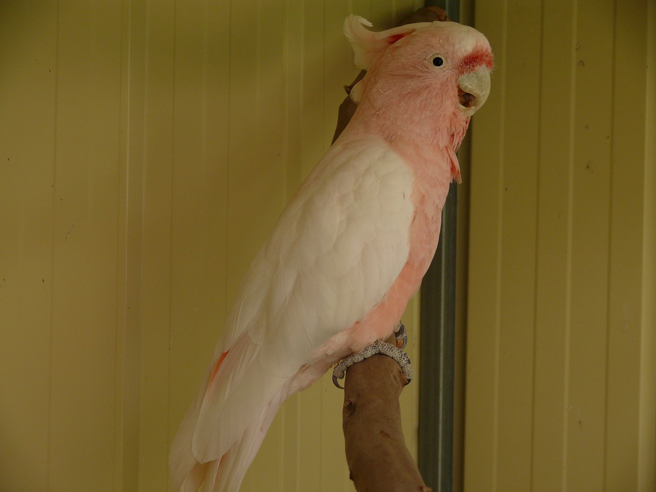 cockatoo parrot birds free photo