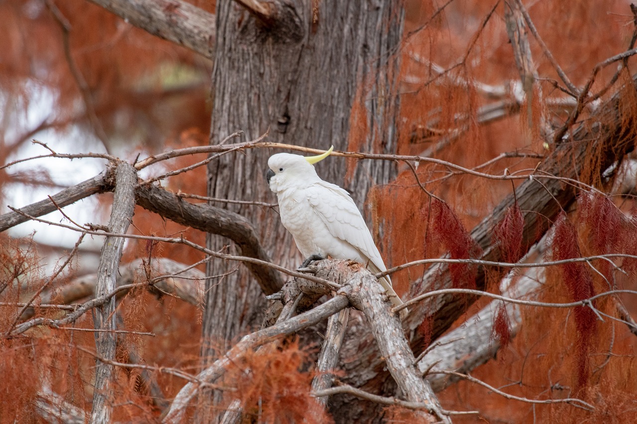 cockatoo  bird  wild free photo