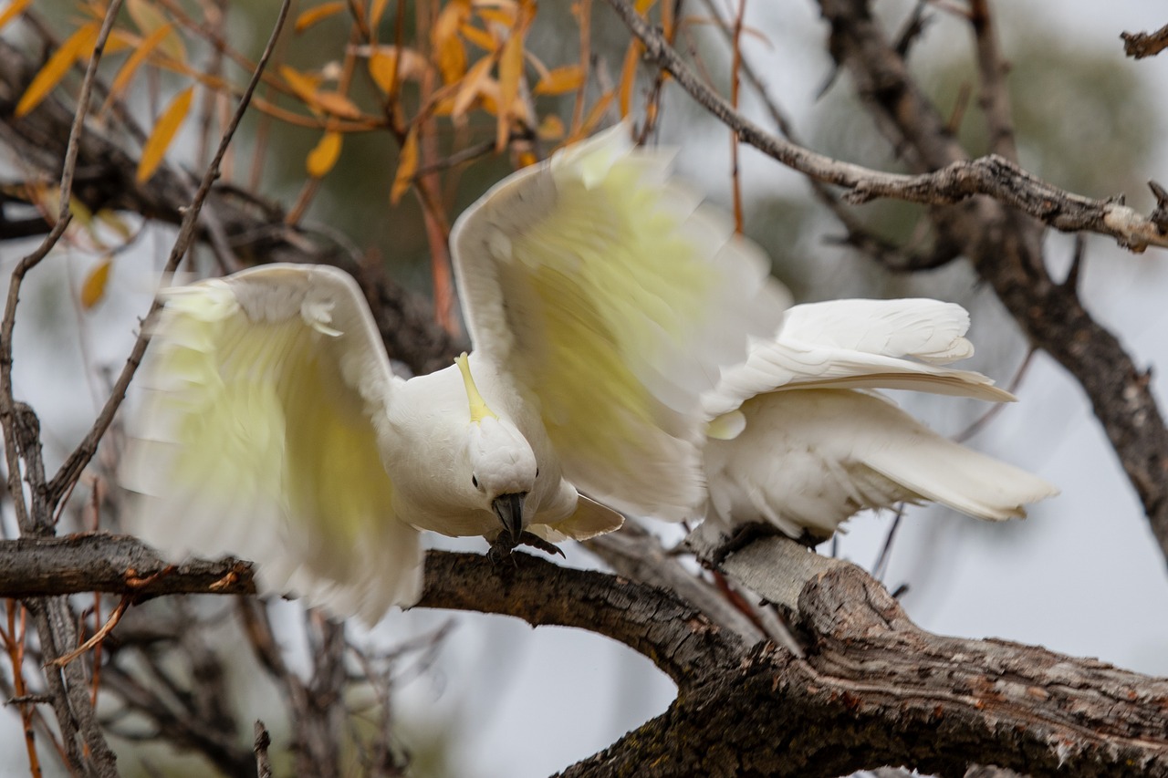 cockatoo  bird  wild free photo