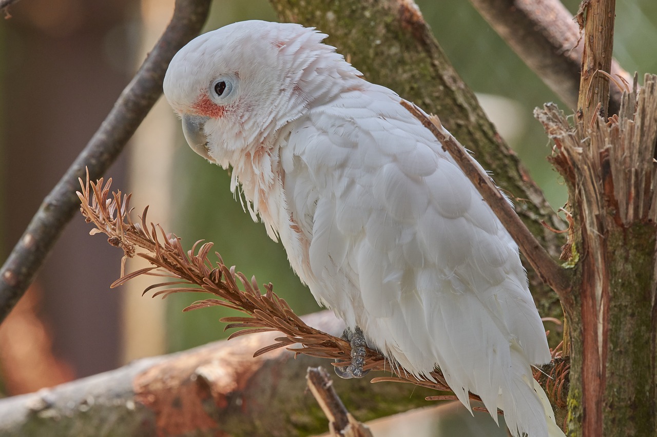 cockatoo  parrot  bird free photo