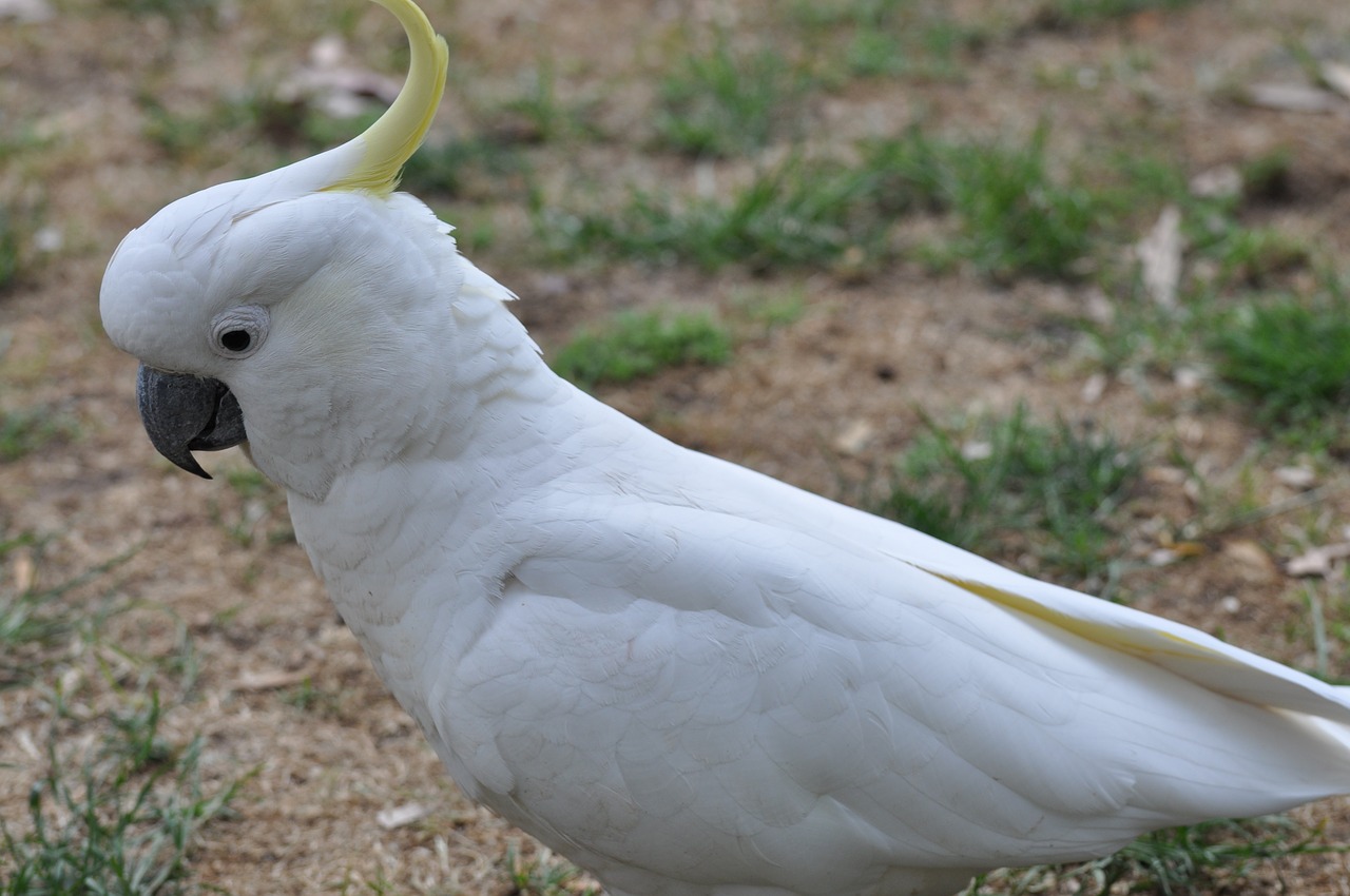 cockatoo  australia  bird free photo