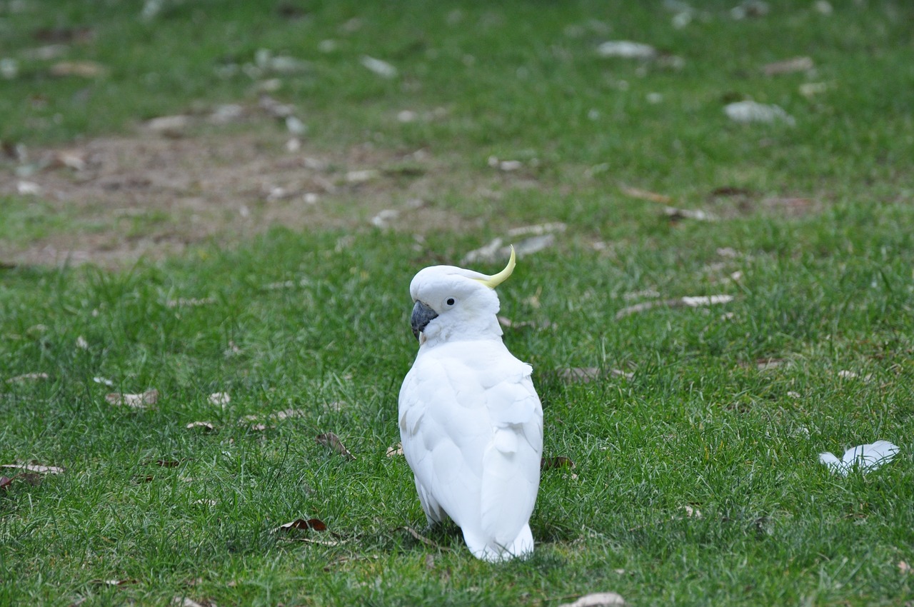 cockatoo  animals  birds free photo