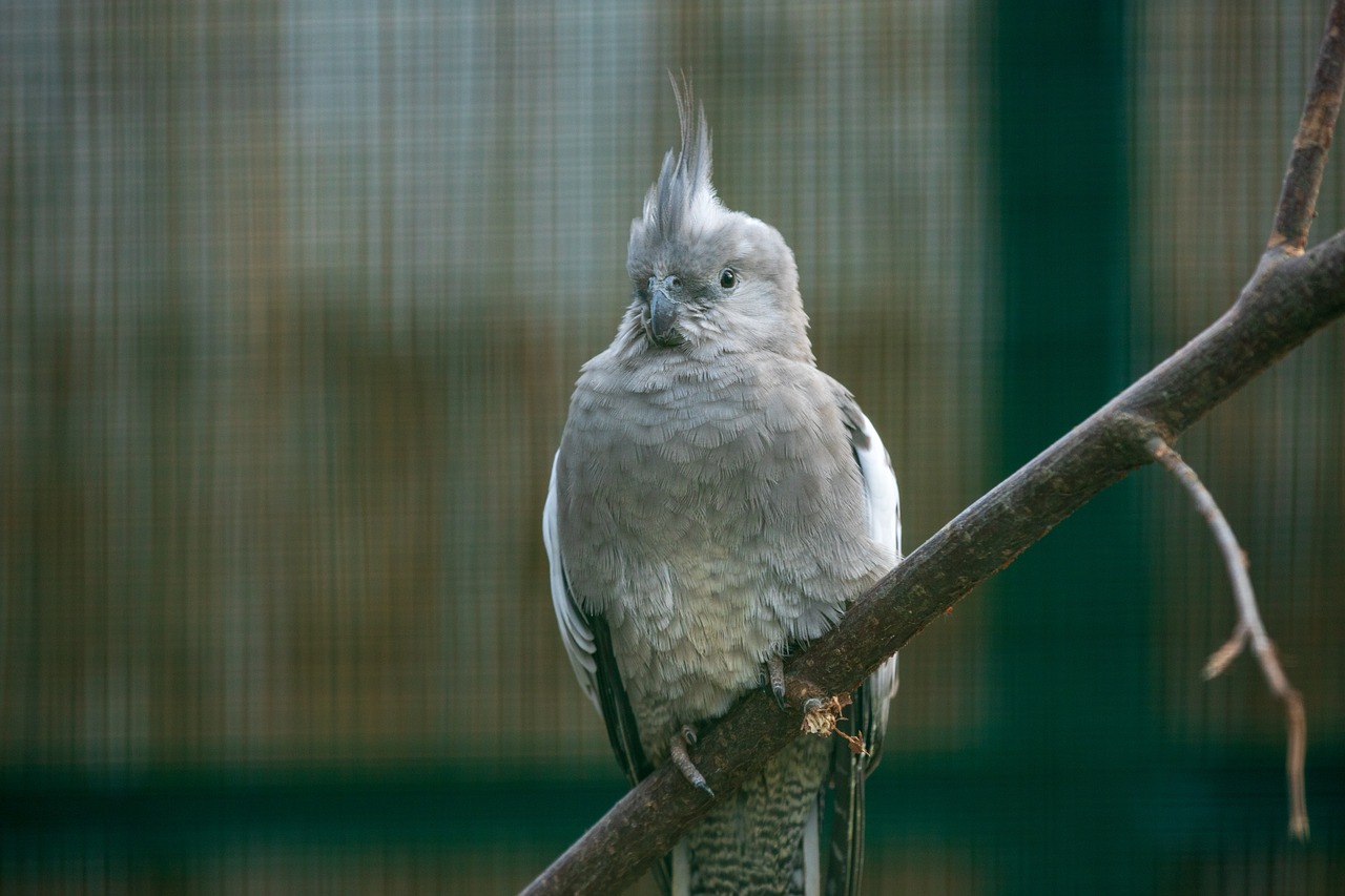 cockatoo  parrot  bird free photo