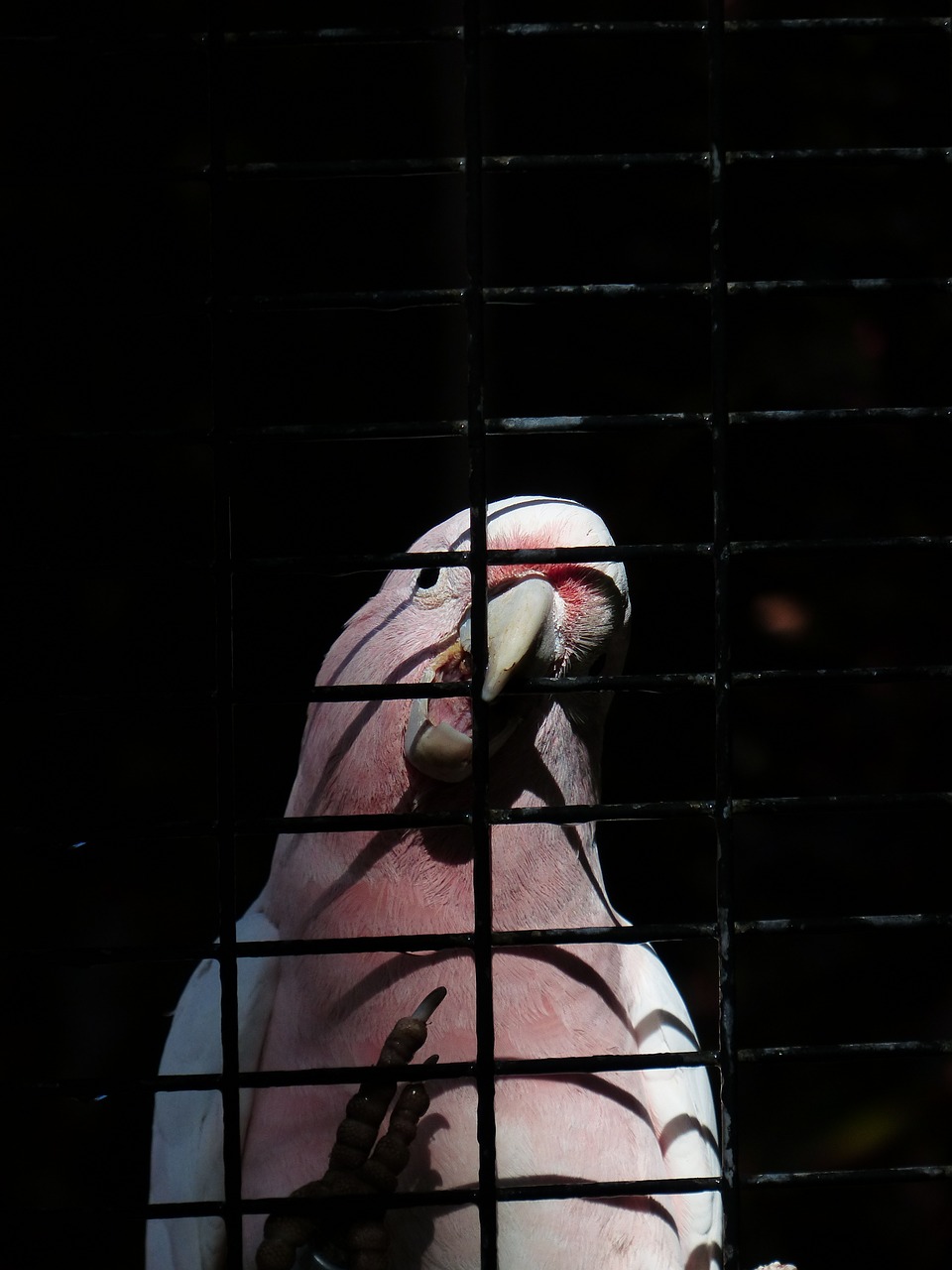 cockatoo bird pink free photo
