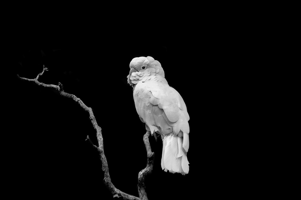 cockatoo  animal  nature free photo