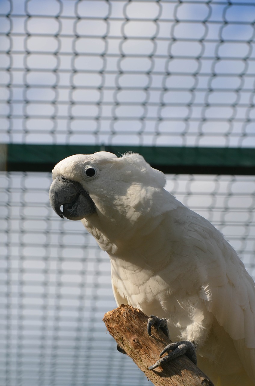 cockatoo parrot zoo free photo