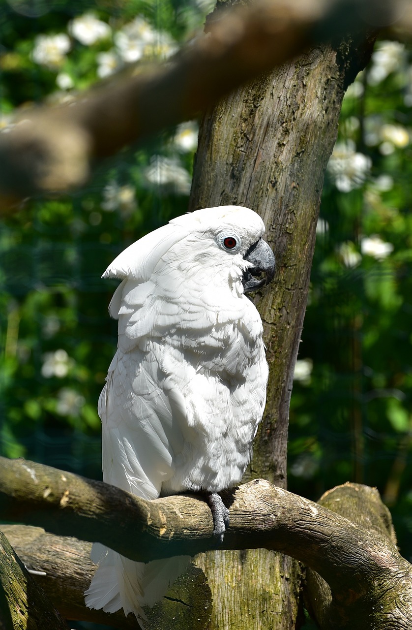 cockatoo bird animal world free photo