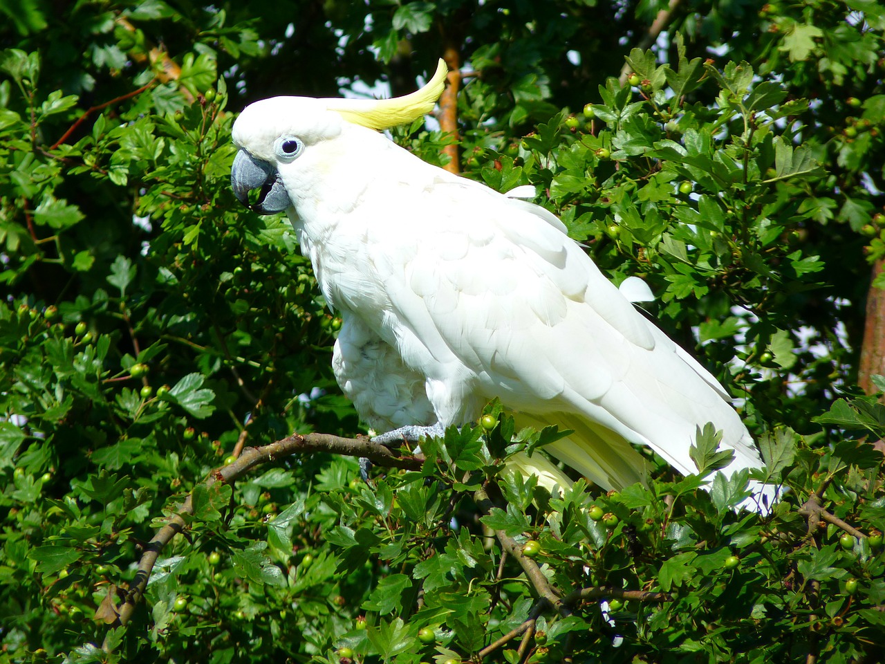 cockatoo bird animal free photo
