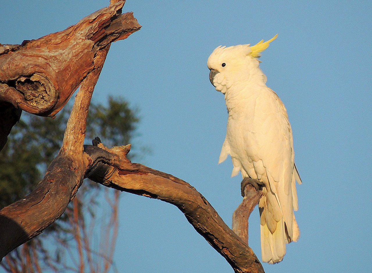 cockatoo bird australian native free photo
