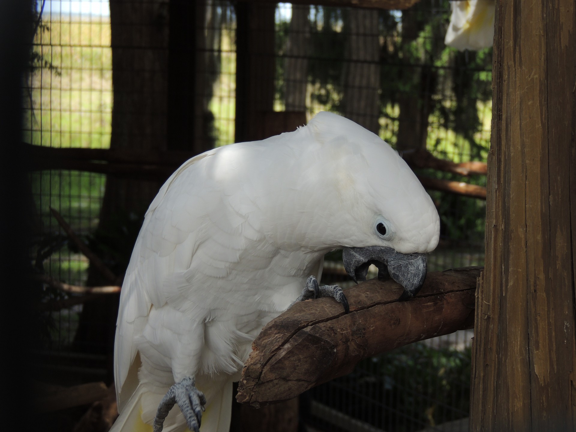 cockatoo perch feather free photo
