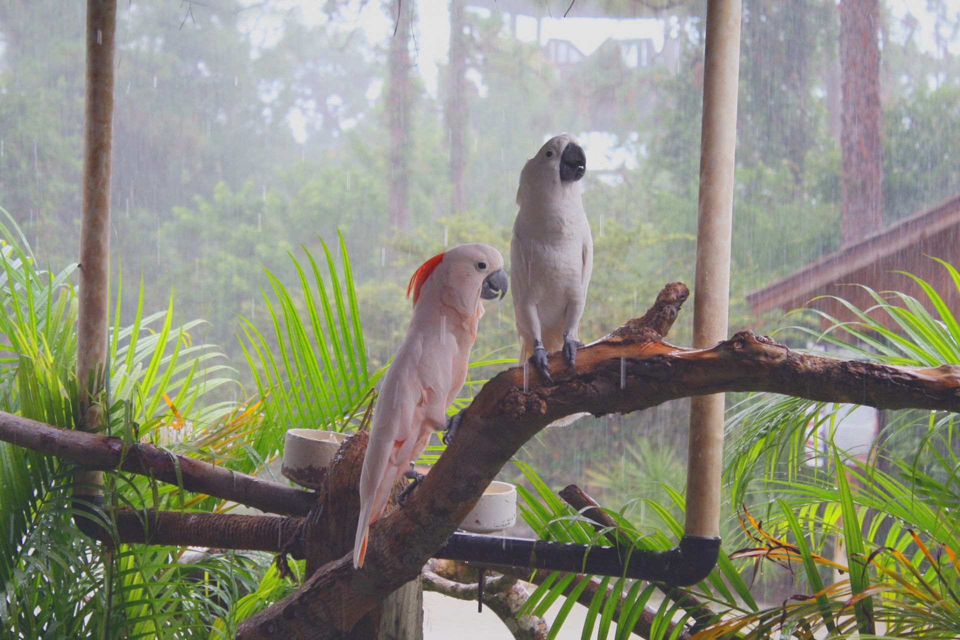 cackatoo rain bird free photo