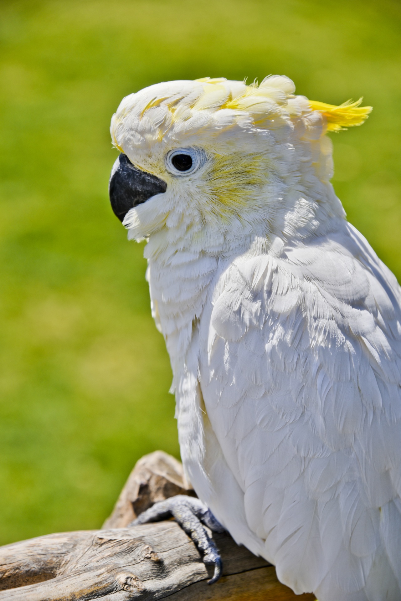 cockatoo portrait white bird free photo