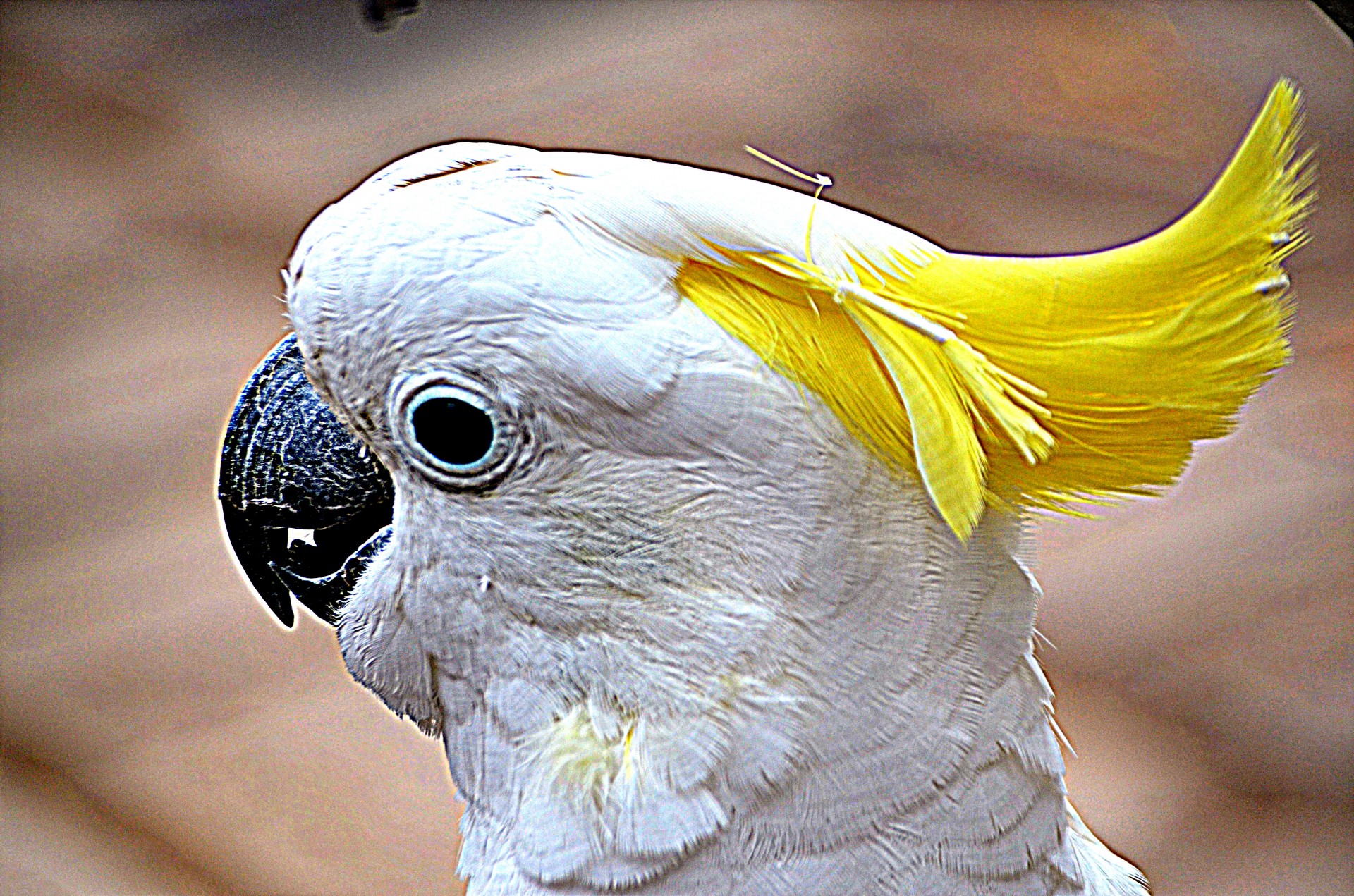 animals bird cockatoo free photo