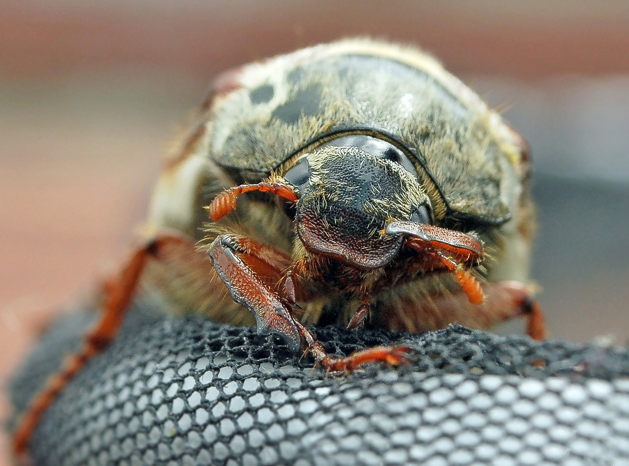 cockchafer beetle macro free photo