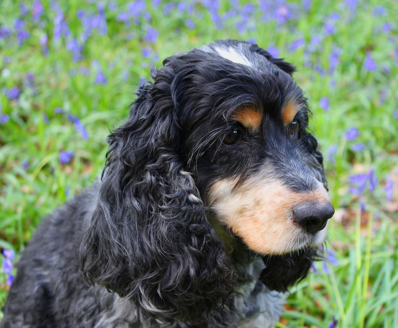 cocker spaniel dog free photo