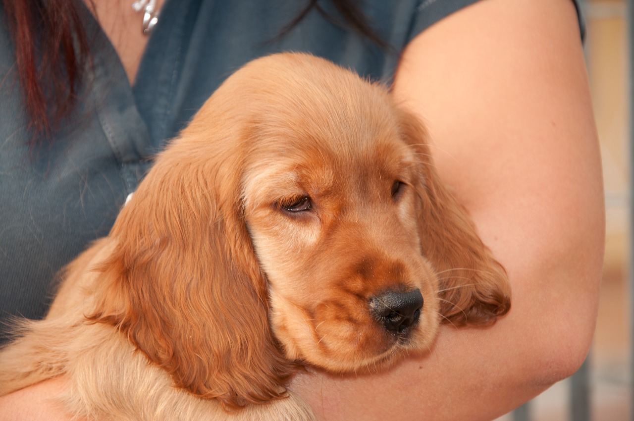 cocker cocker spaniel puppy free photo