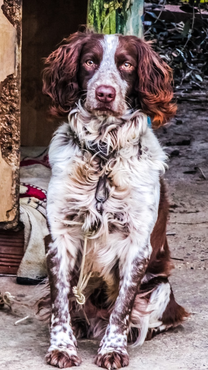 springer spaniel dog hunter free photo