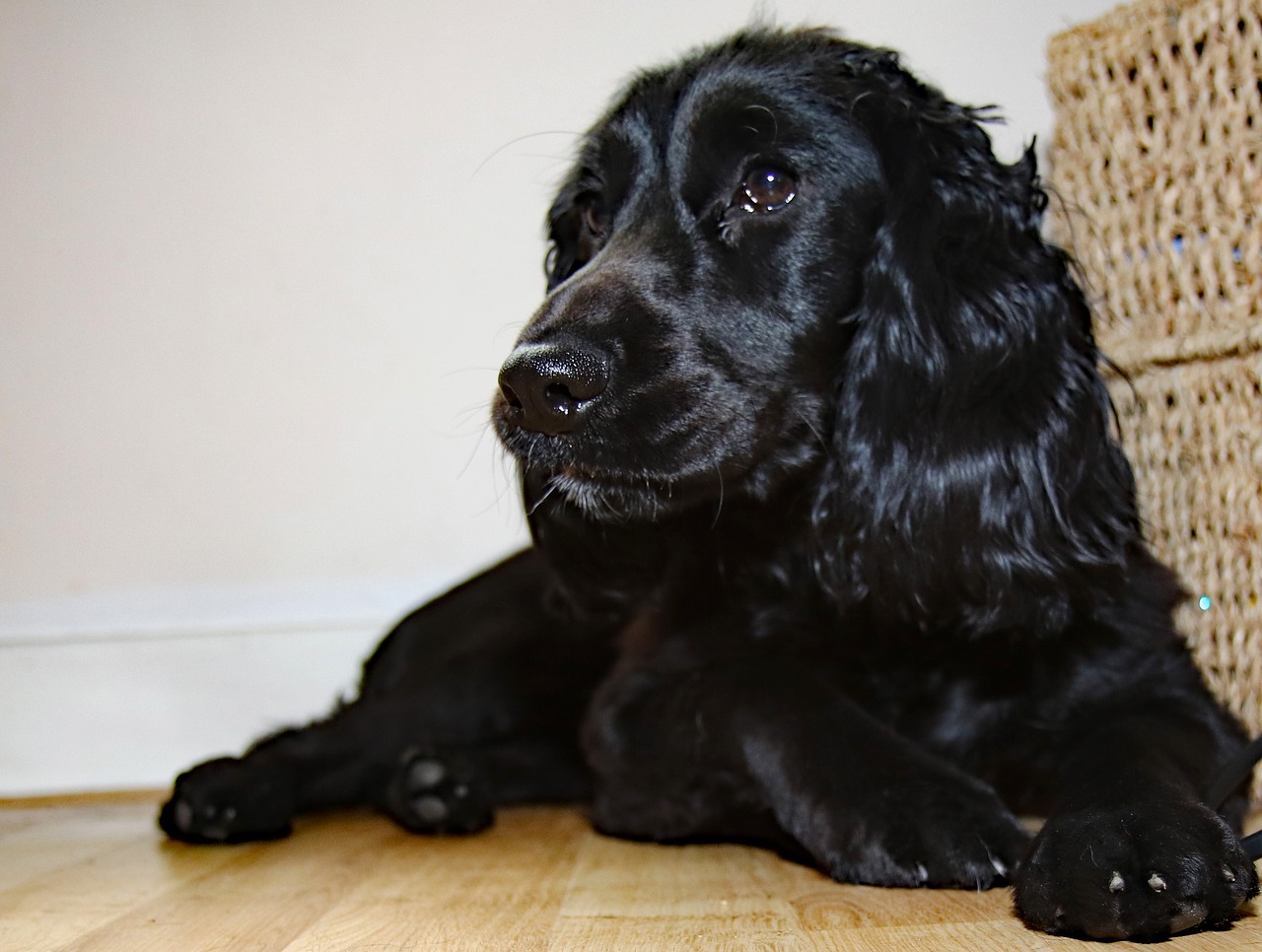 cocker spaniel spaniel pet free photo