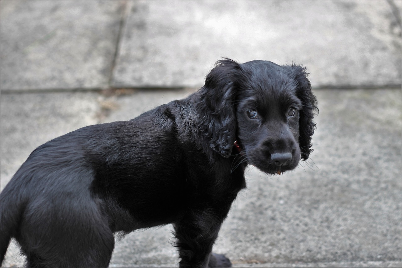 cocker spaniel spaniel dog free photo