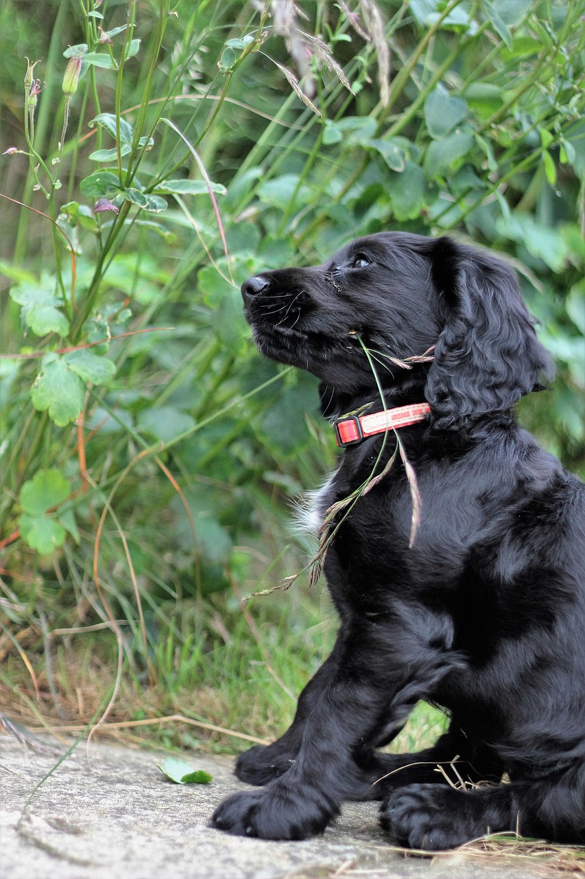 cocker spaniel spaniel dog free photo