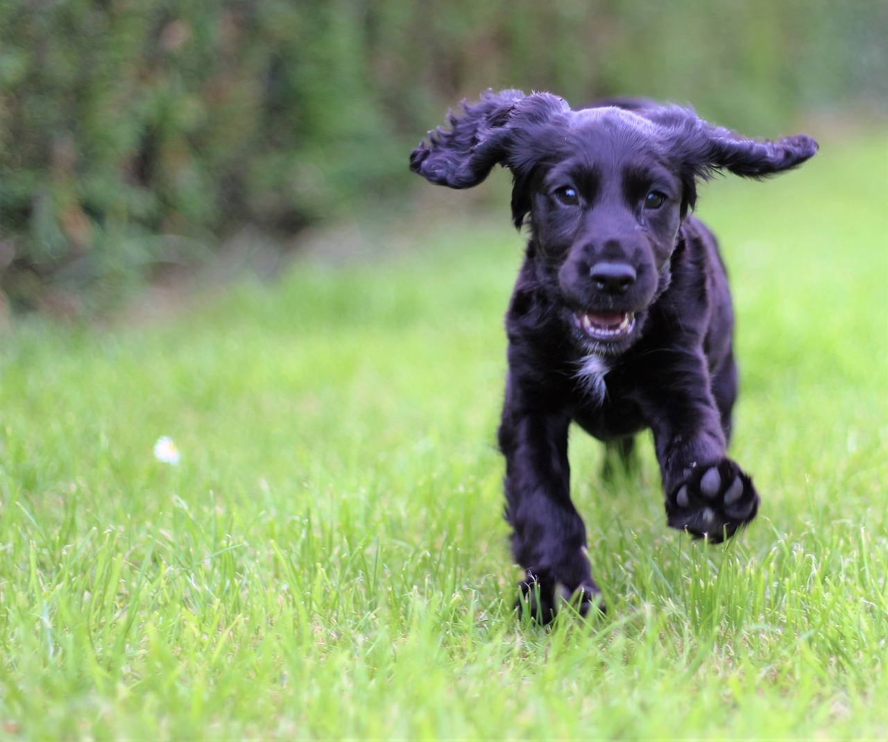 cocker spaniel spaniel dog free photo