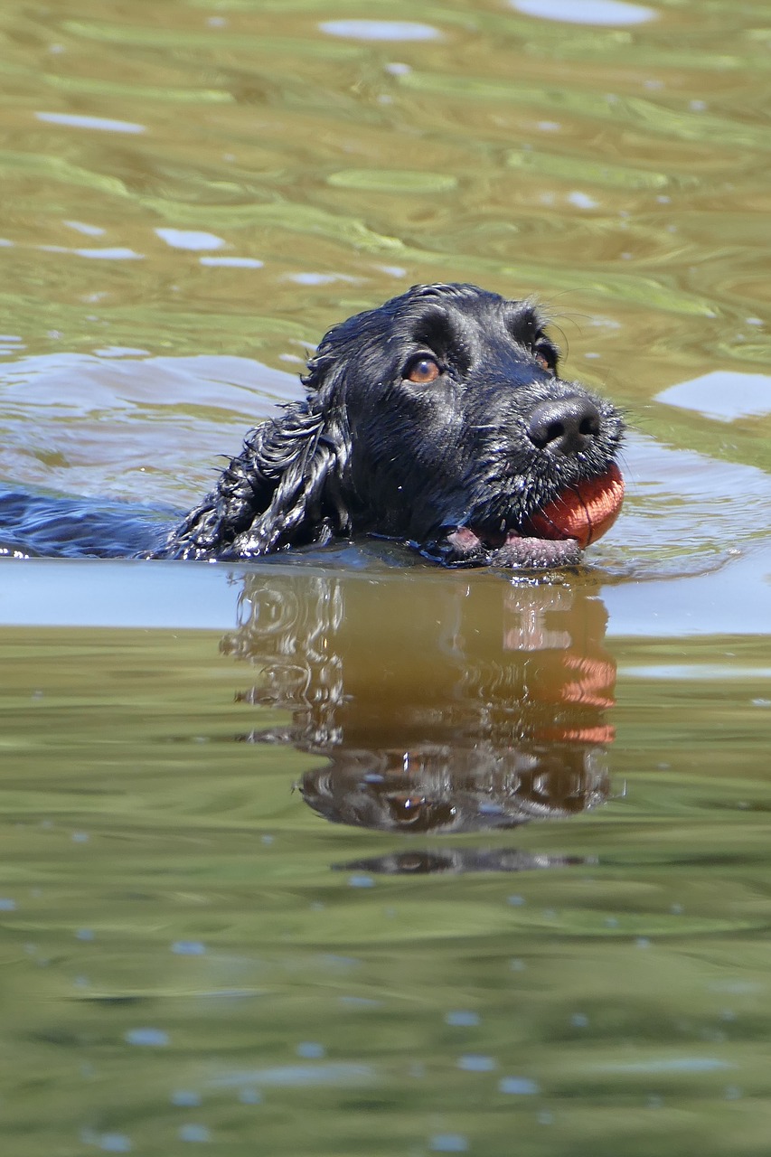 cocker spaniel dog pond free photo