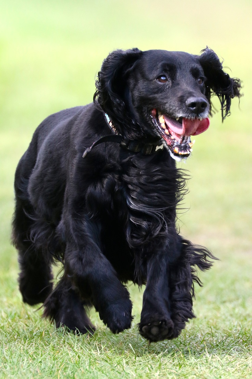 cocker spaniel happy dog spaniel free photo