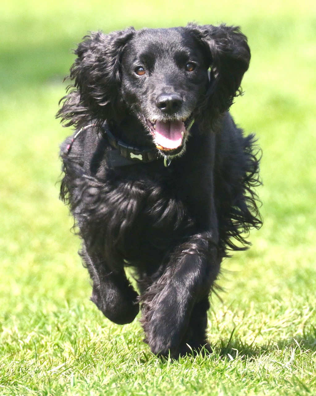 cocker spaniel working cocker dog free photo