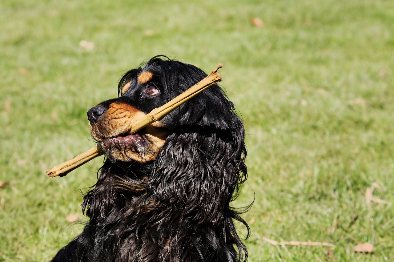 cocker spaniel dog plays free photo