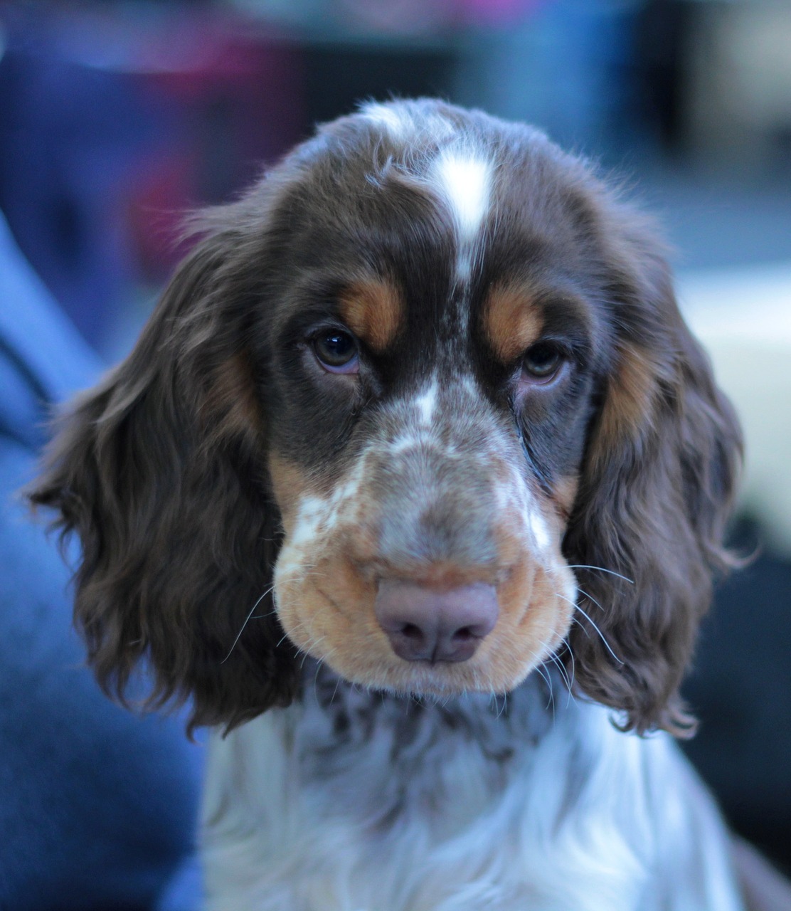 cocker spaniel  puppy  dogshow free photo