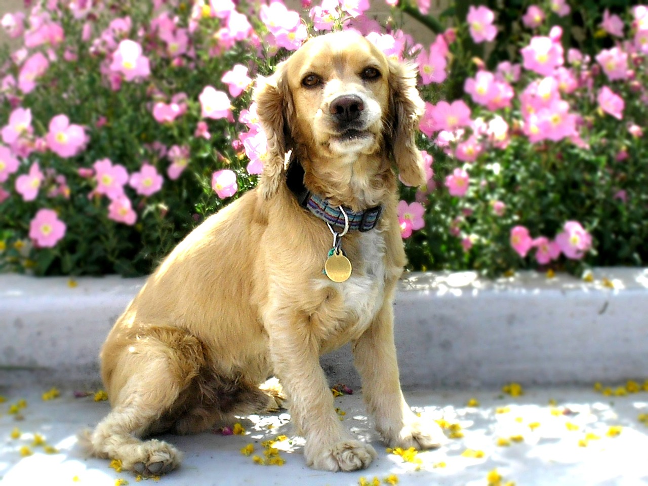 cocker spaniel dog canine free photo