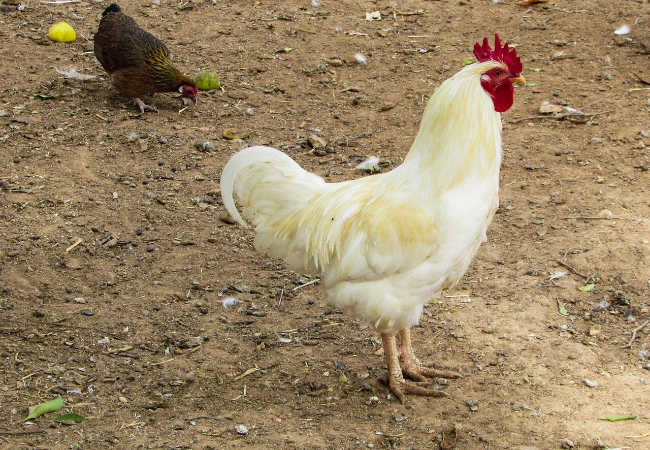 cockerel cock farm free photo
