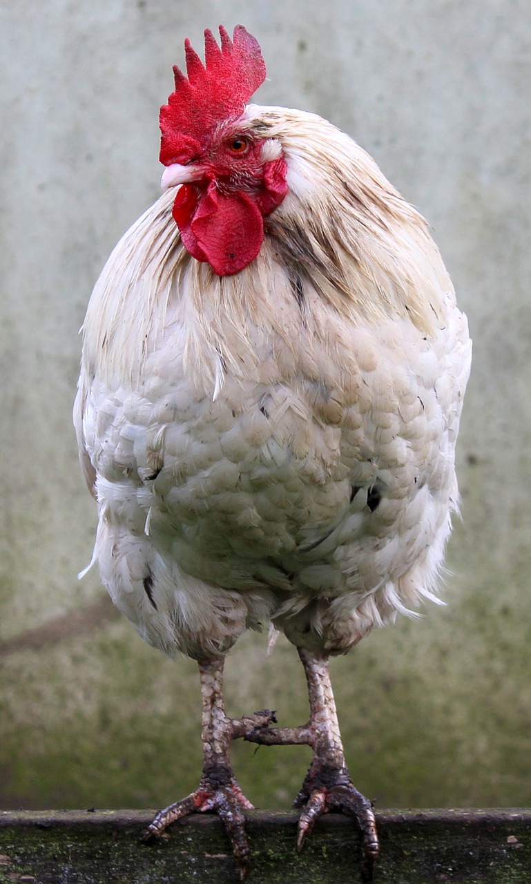 cockerel rooster poultry free photo