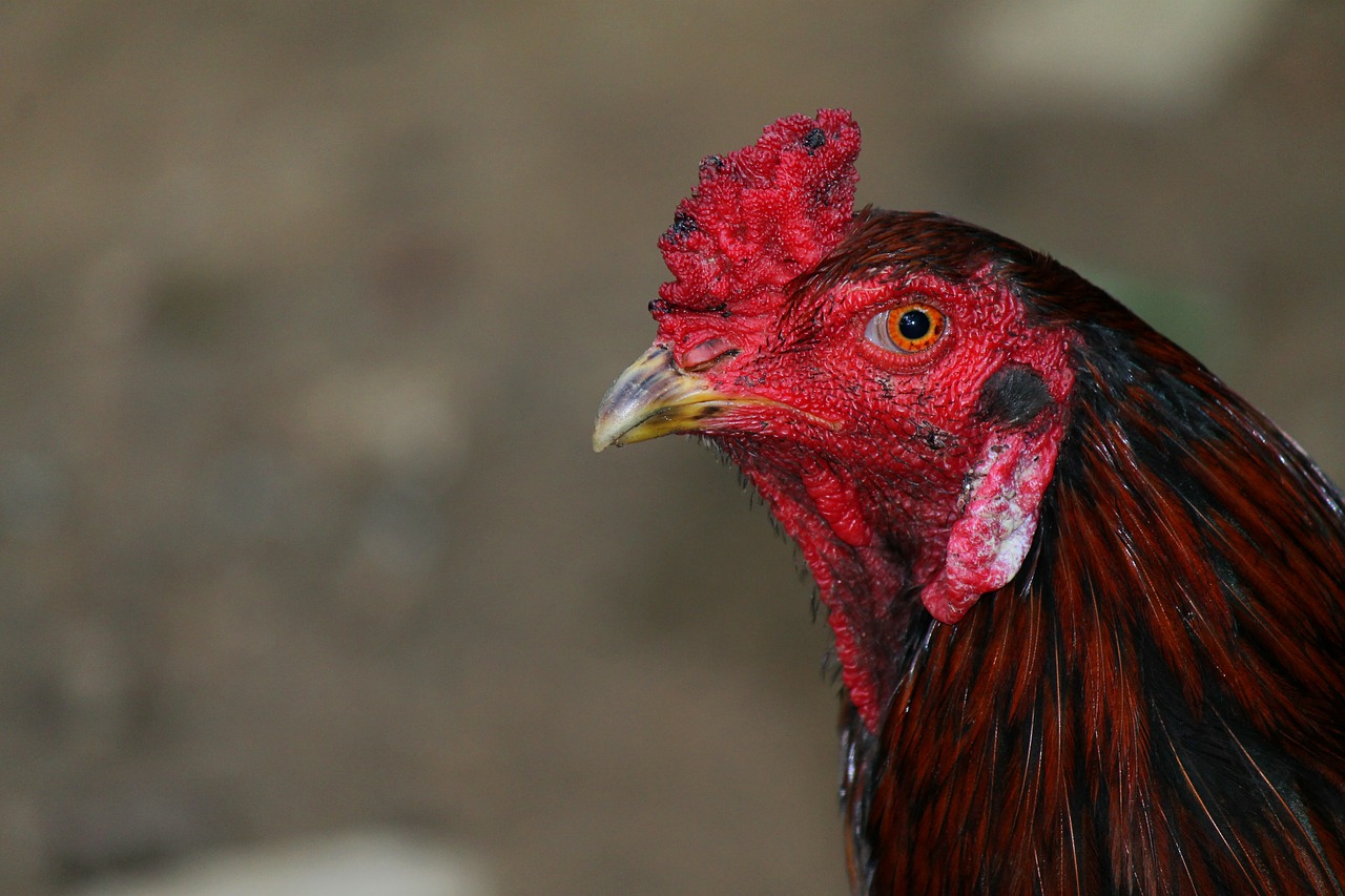 cockerel rooster chicken free photo